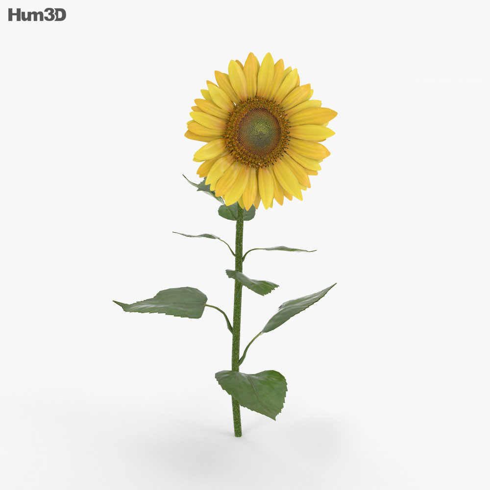 Sonnenblumen 3D-Modell