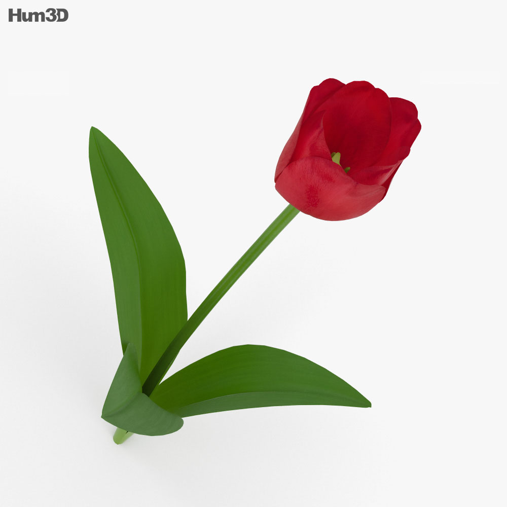 Tulip 3D model - Plants on Hum3D