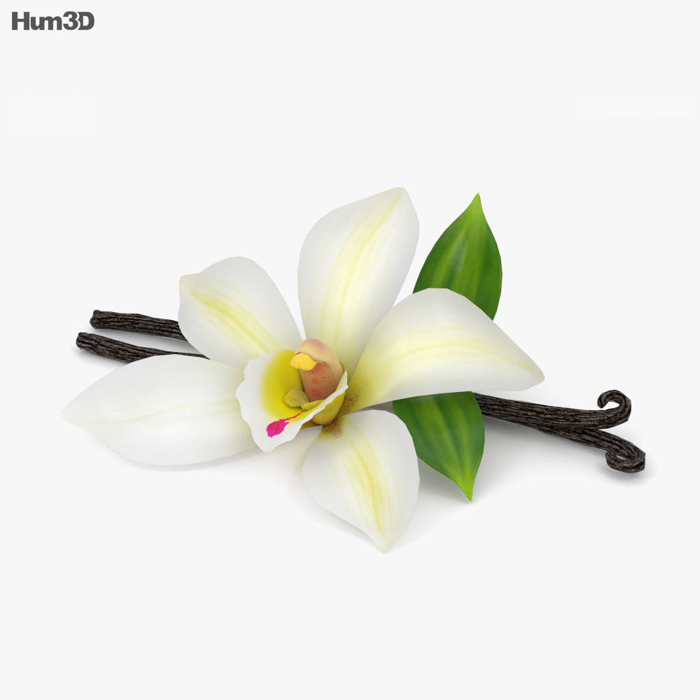 Vanilla Flower 3d model