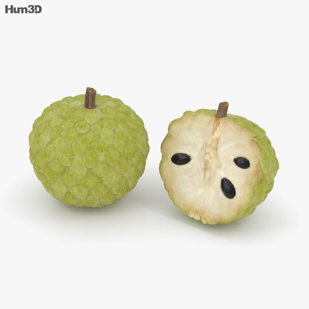 Annona 3d model