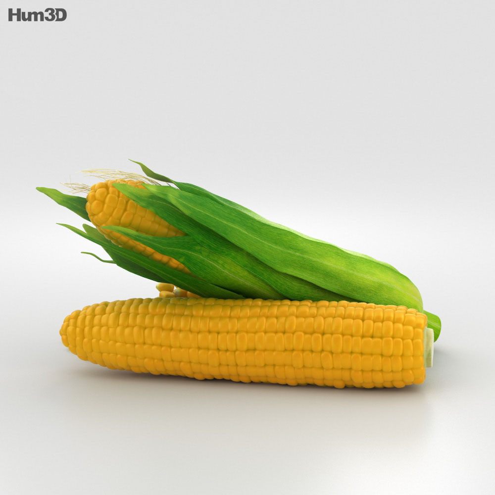 Corn 3D model Food on Hum3D