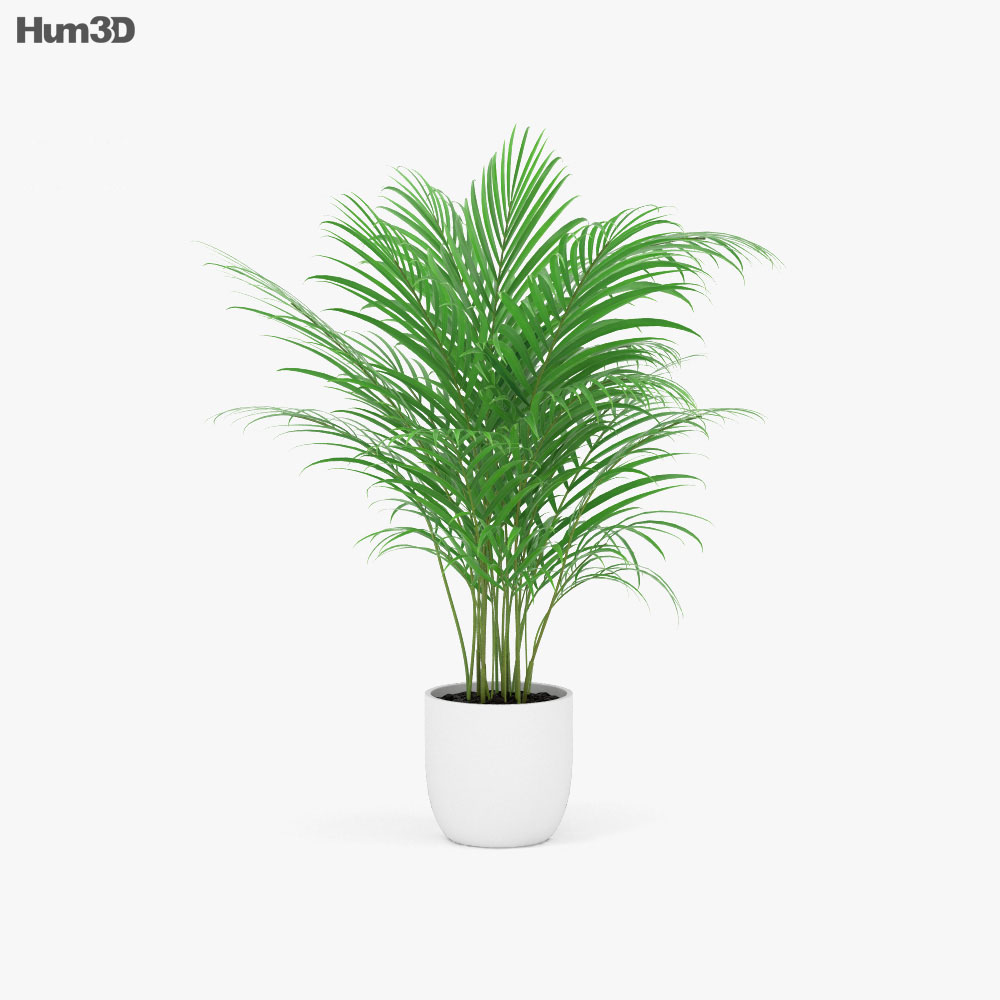 Areca Palm 3d Model Plants On Hum3d