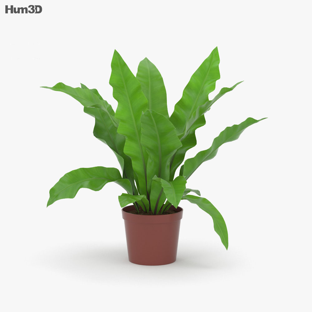アスプレニウム 3dモデル 植物 On Hum3d