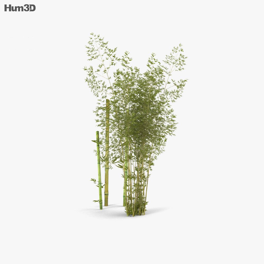 Bamboo 3d model