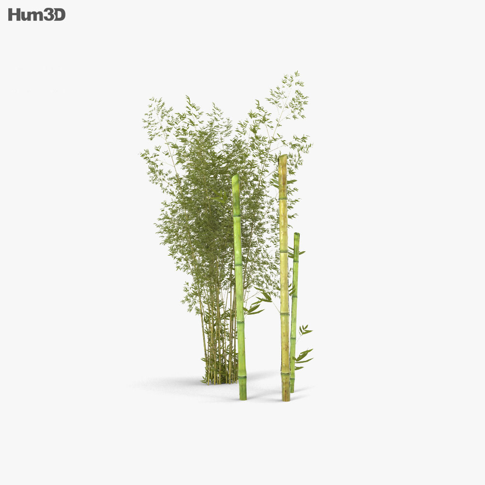 Bamboo 3d model