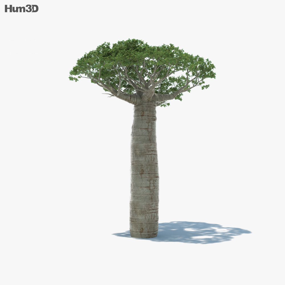 Baobab Tree 3d model