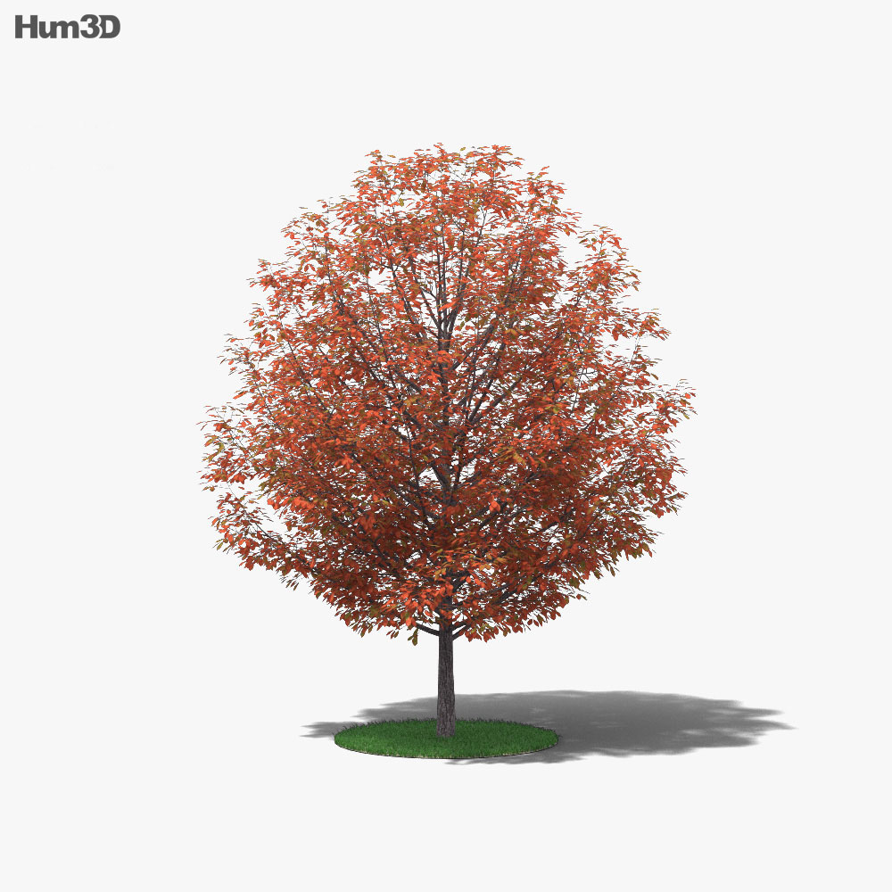黑胶树 3D模型