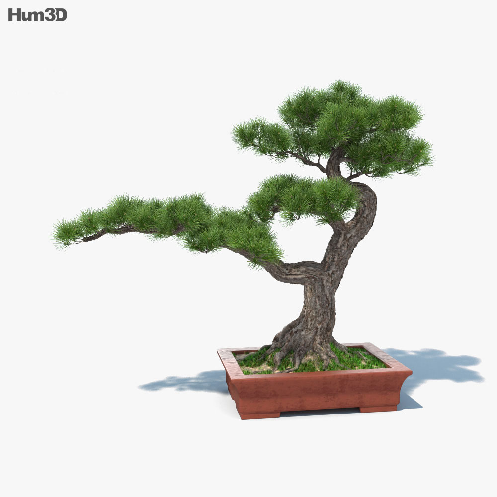 Дерево бонсай 3D модель