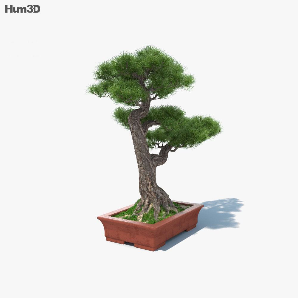 Árbol bonsai Modelo 3D
