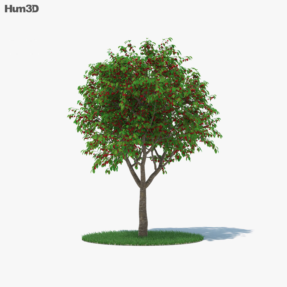 樱桃树 3D模型