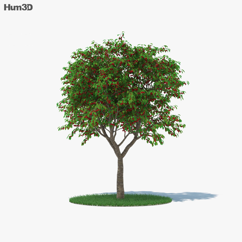 Árvore de cereja Modelo 3d