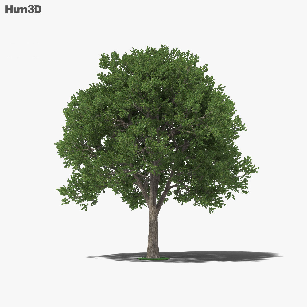 Elm Tree 3d model