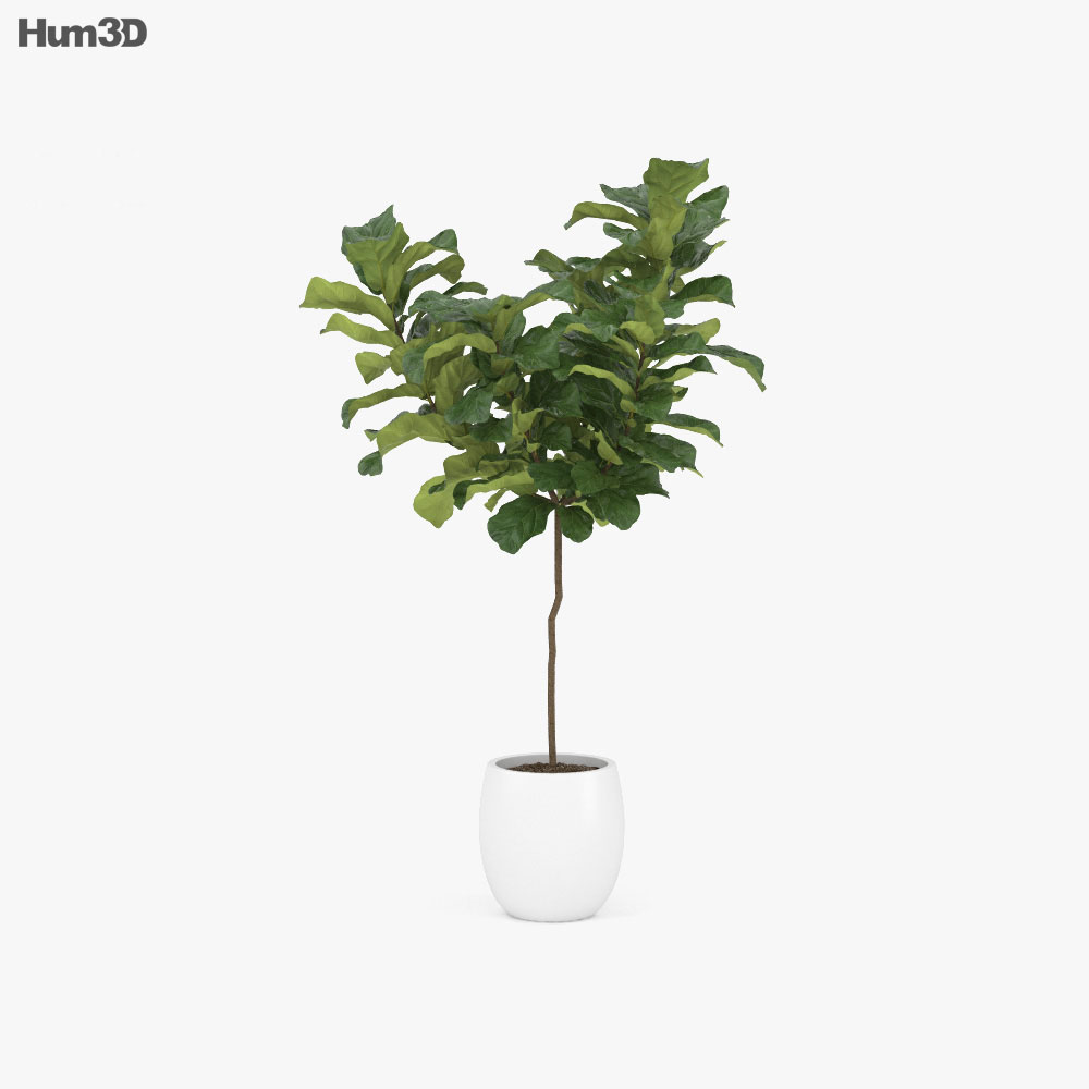 Ficus Lyrata Modello 3D