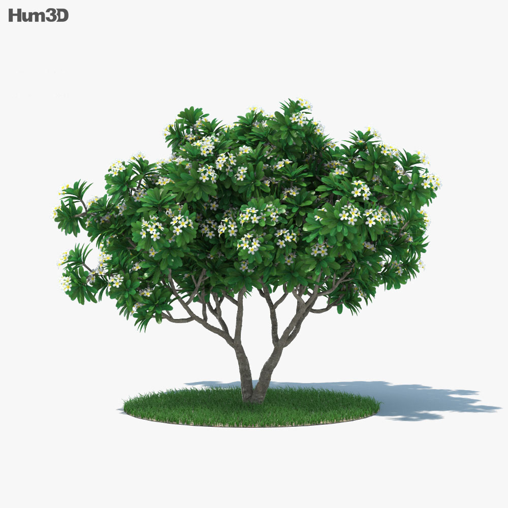 Frangipani Tree 3d model