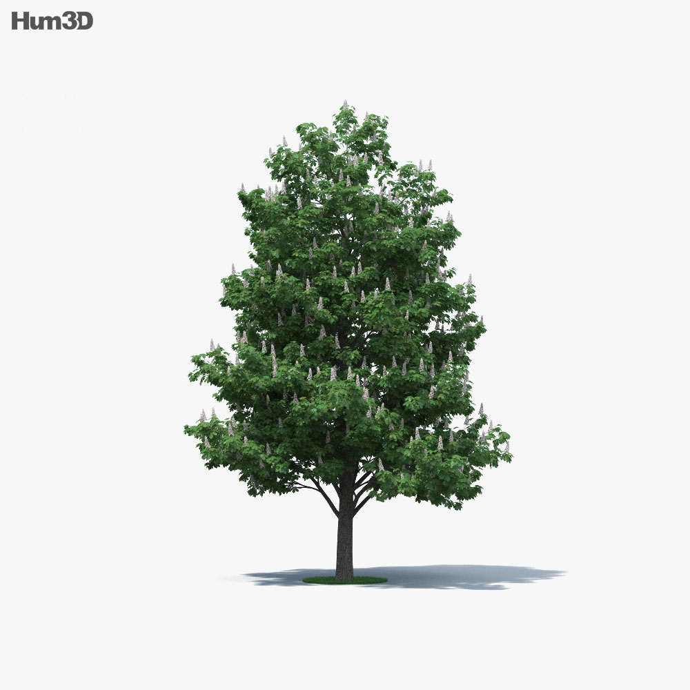 七叶树 3D模型