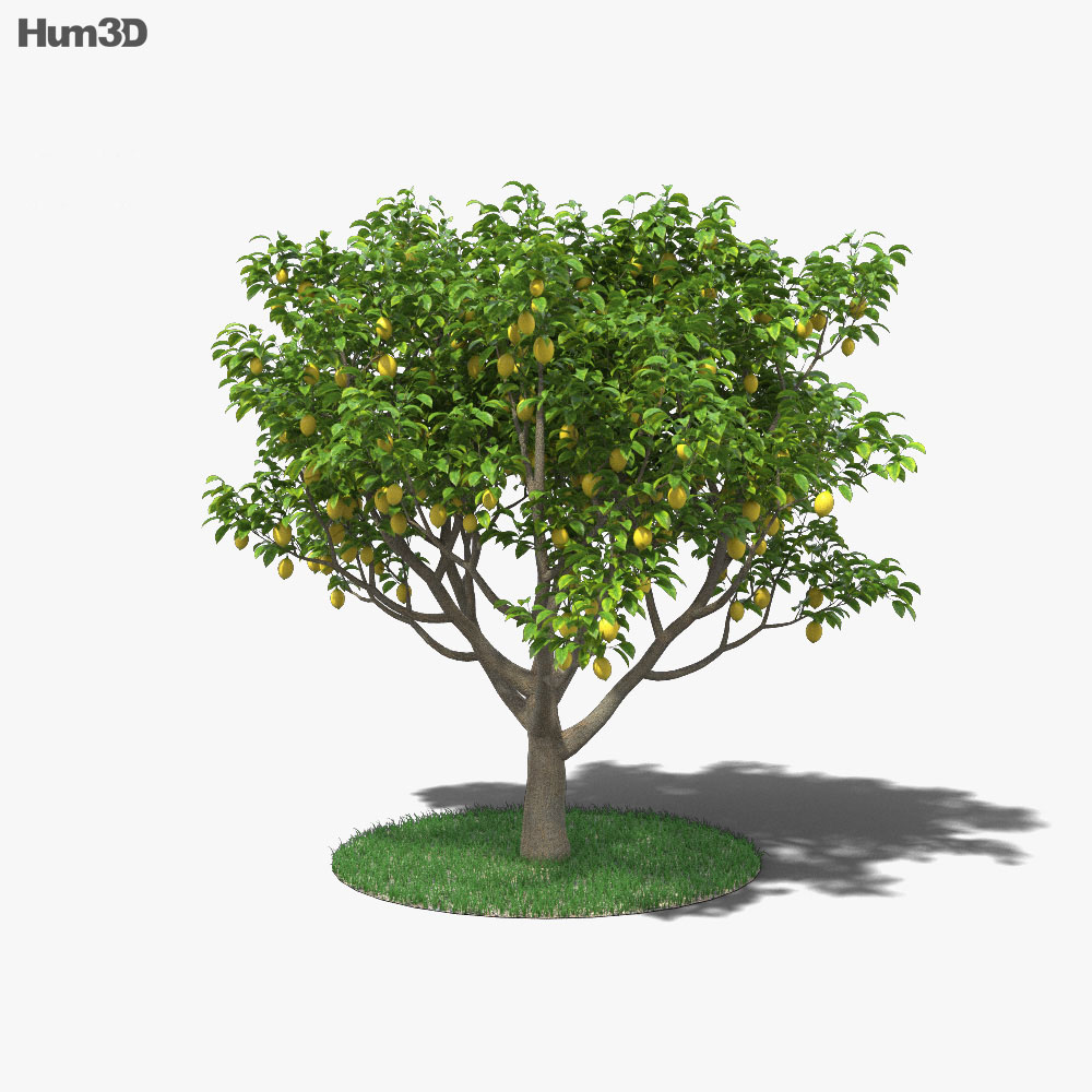 Лимонне дерево 3D модель