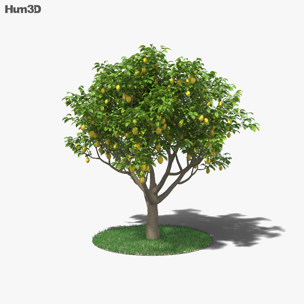 Лимонне дерево 3D модель