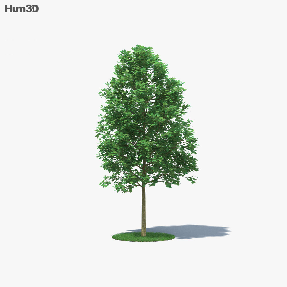London Plane Tree 3d model