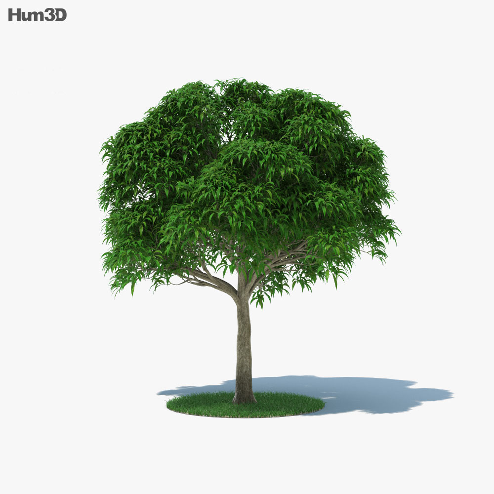 Mango Tree 3d Model Plants On Hum3d