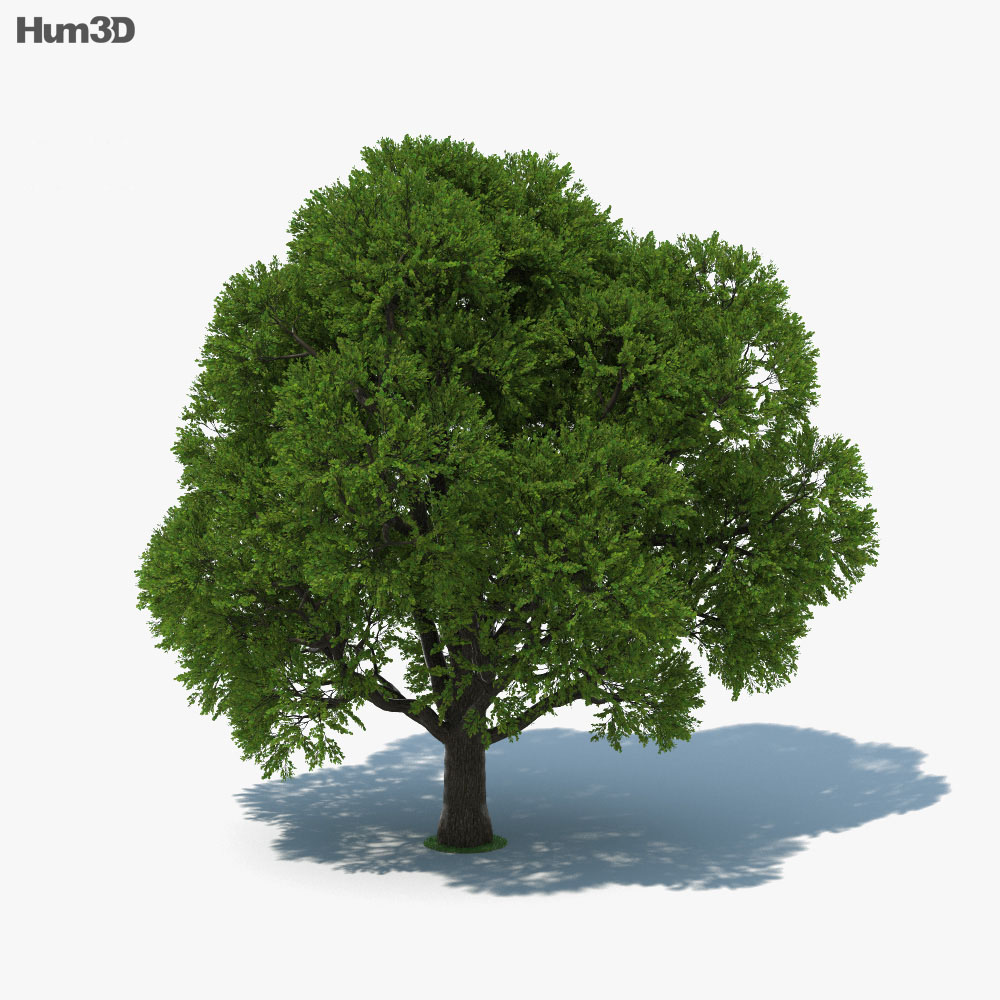 Oak Tree 3d Model Plants On Hum3d