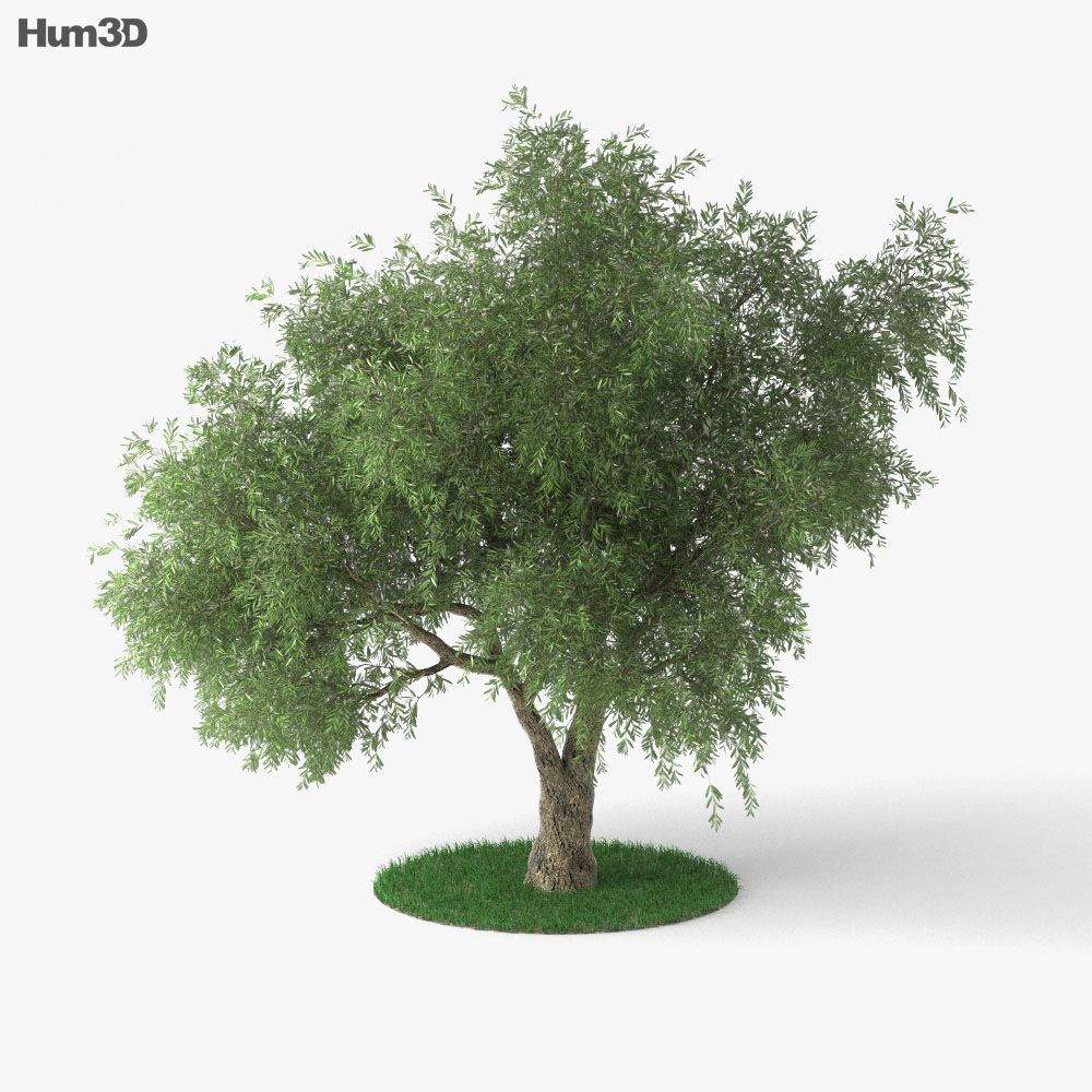 Olive Tree  3D  model  Plants on Hum3D