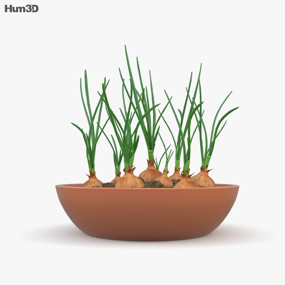 Zwiebelpflanze 3D-Modell