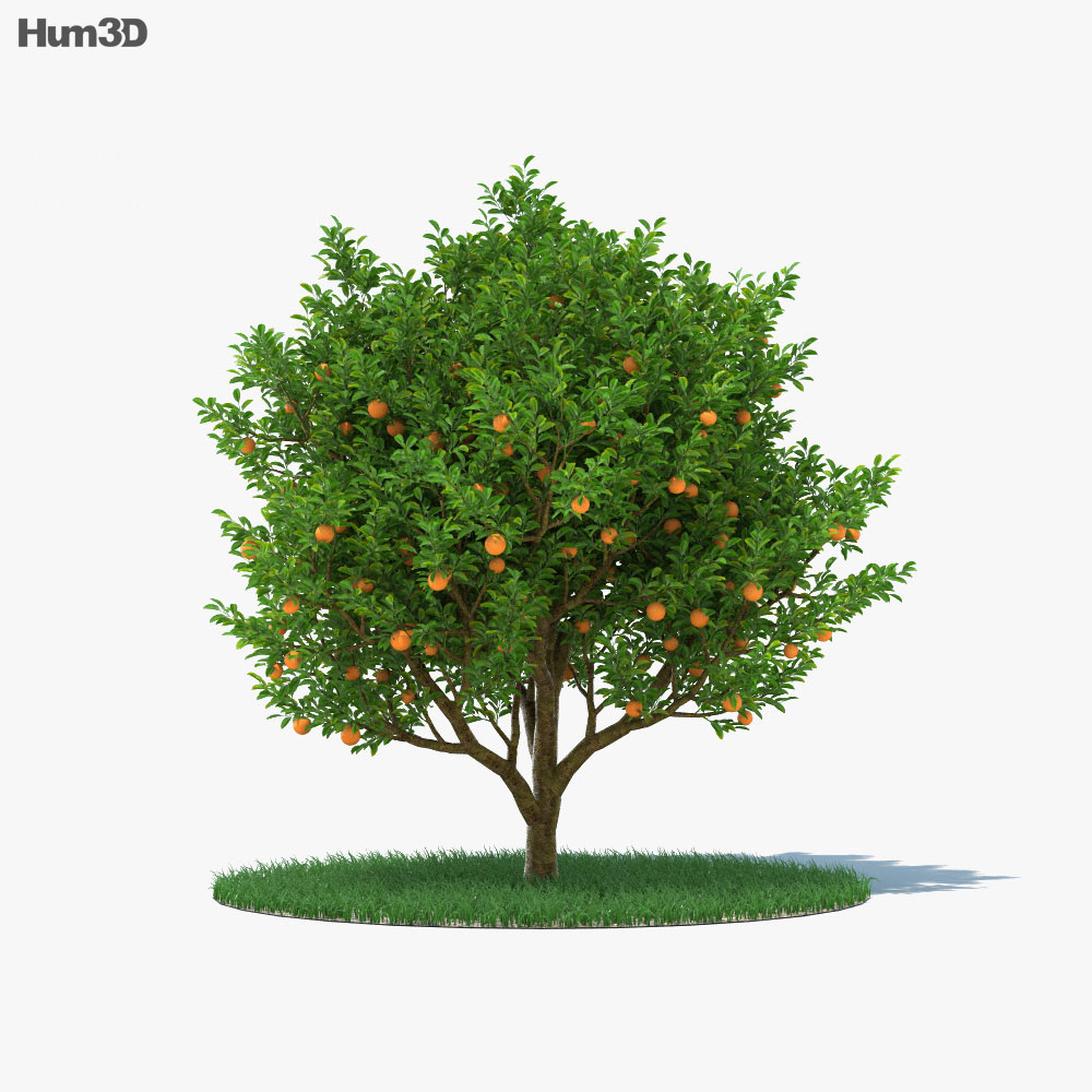 Orange Tree 3d Model Plants On Hum3d