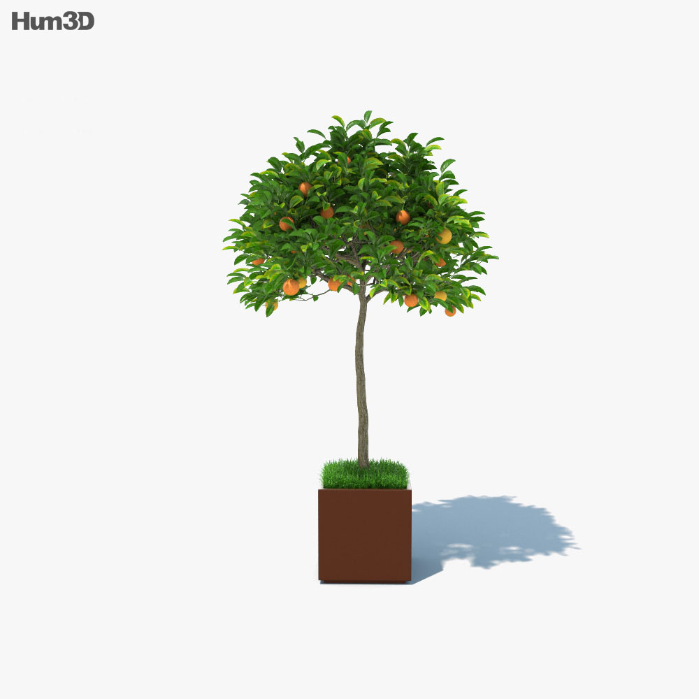 Orange Tree in a Pot 3d model