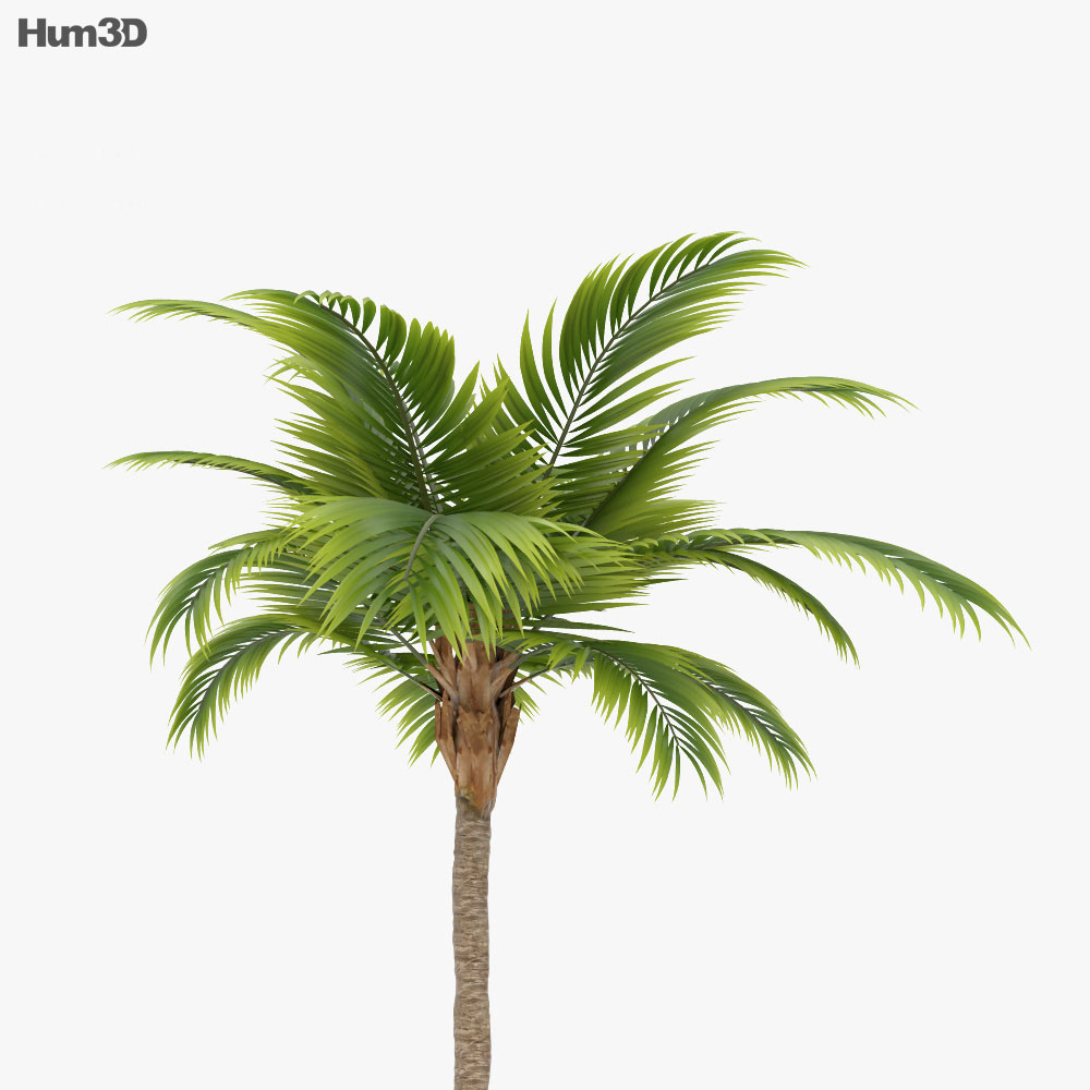 Palm Tree 3d model
