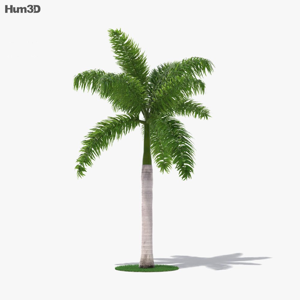 Palm Royal 3D model - Plants on Hum3D