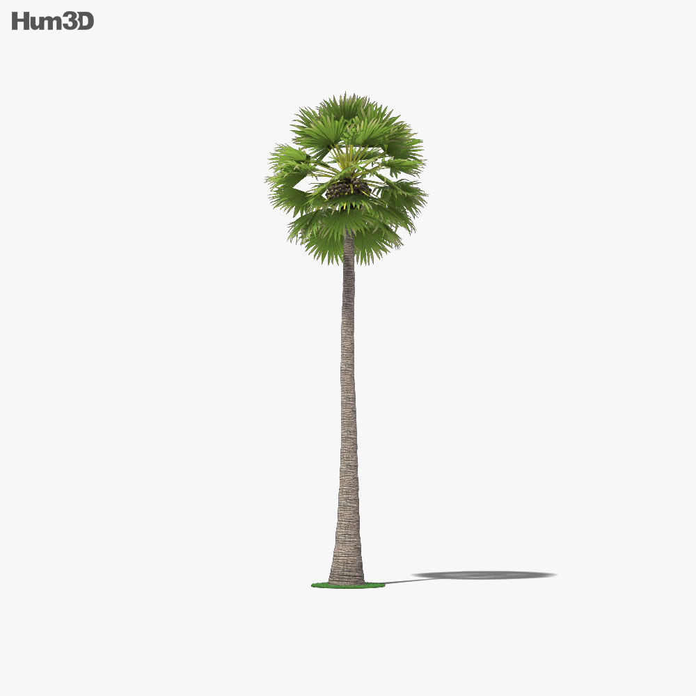 Пальмірська пальма 3D модель