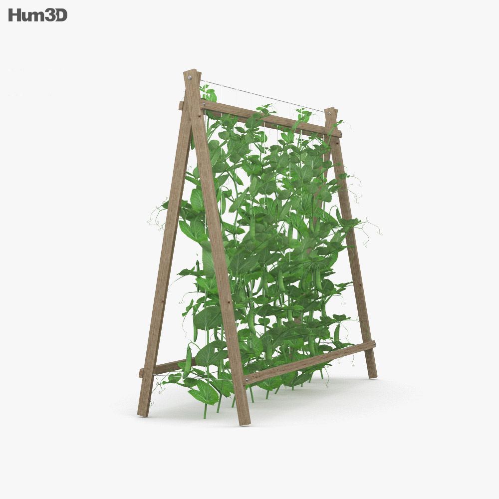 Bohnenpflanze 3D-Modell