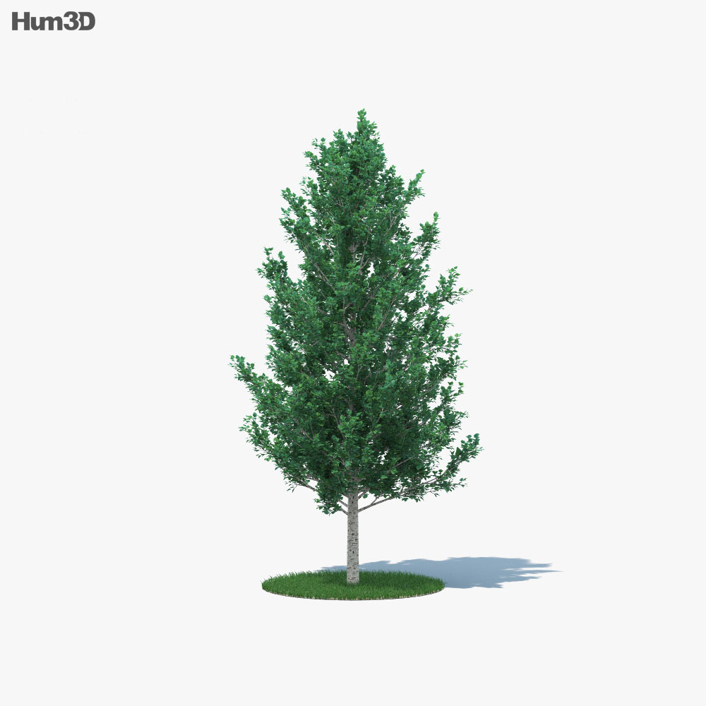 ポプラ 若い木 3Dモデル