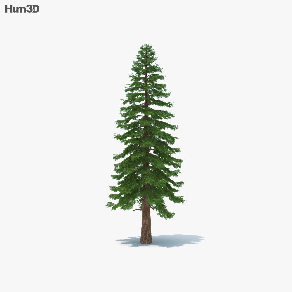 红木树 3D模型