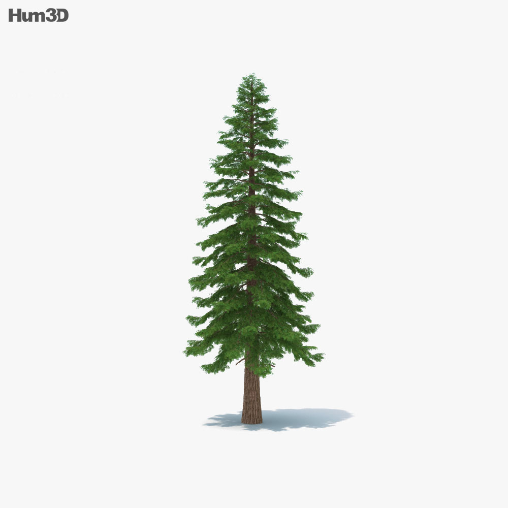 Sequoia 3d model
