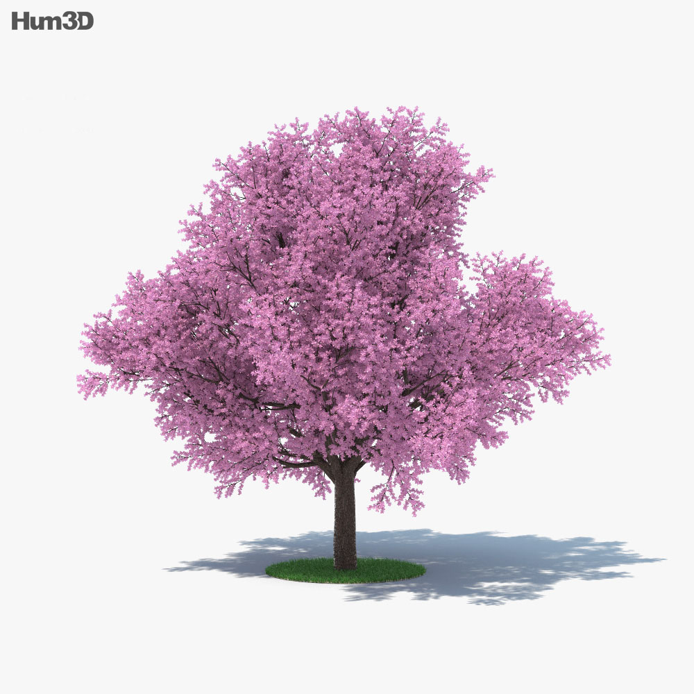 Sakura Tree 3d Model Plants On Hum3d