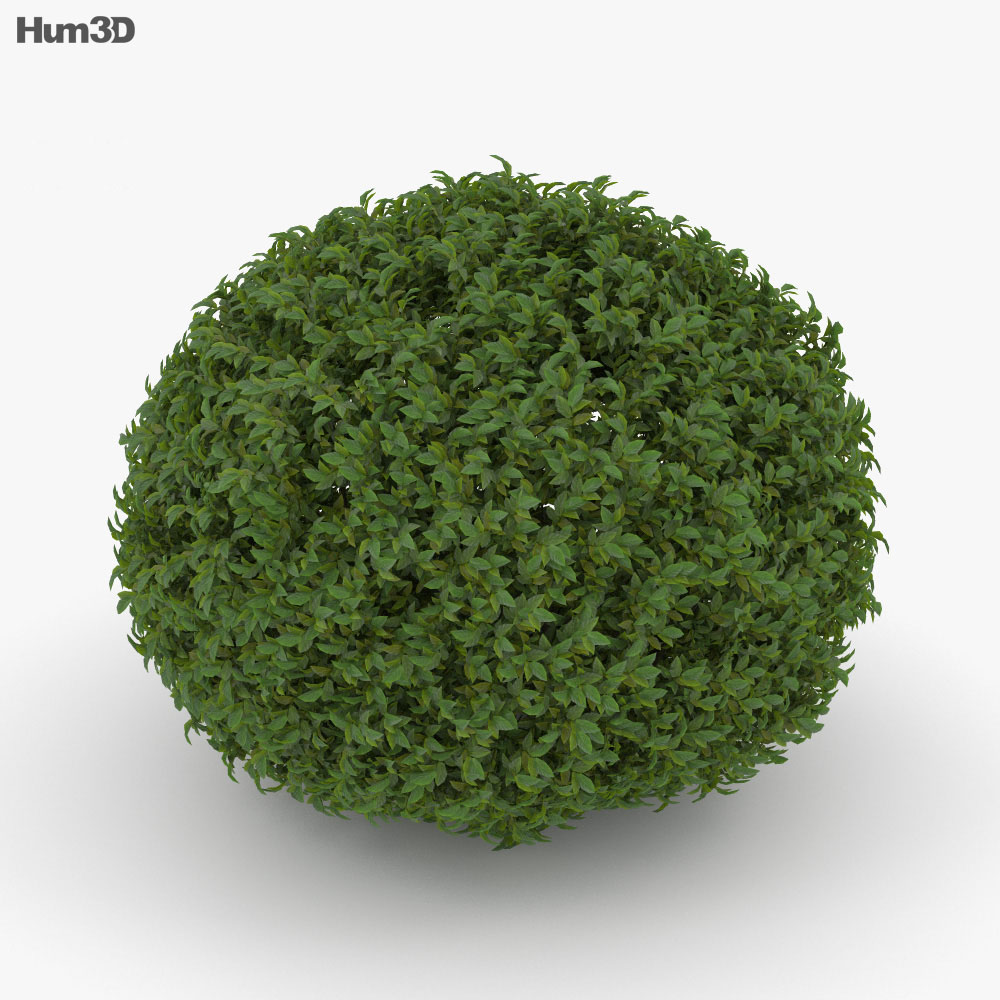Arbusto Modello 3D