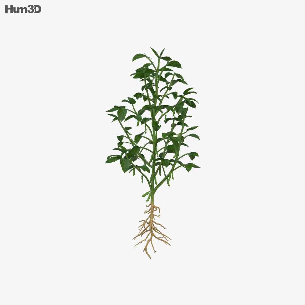 Sojabohnenpflanze 3D-Modell