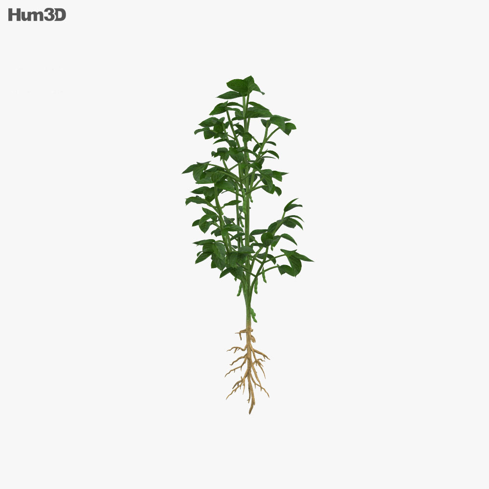 大豆植物 3D模型