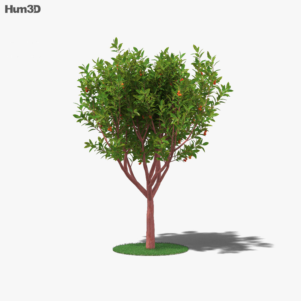 Árvore de morango Modelo 3d