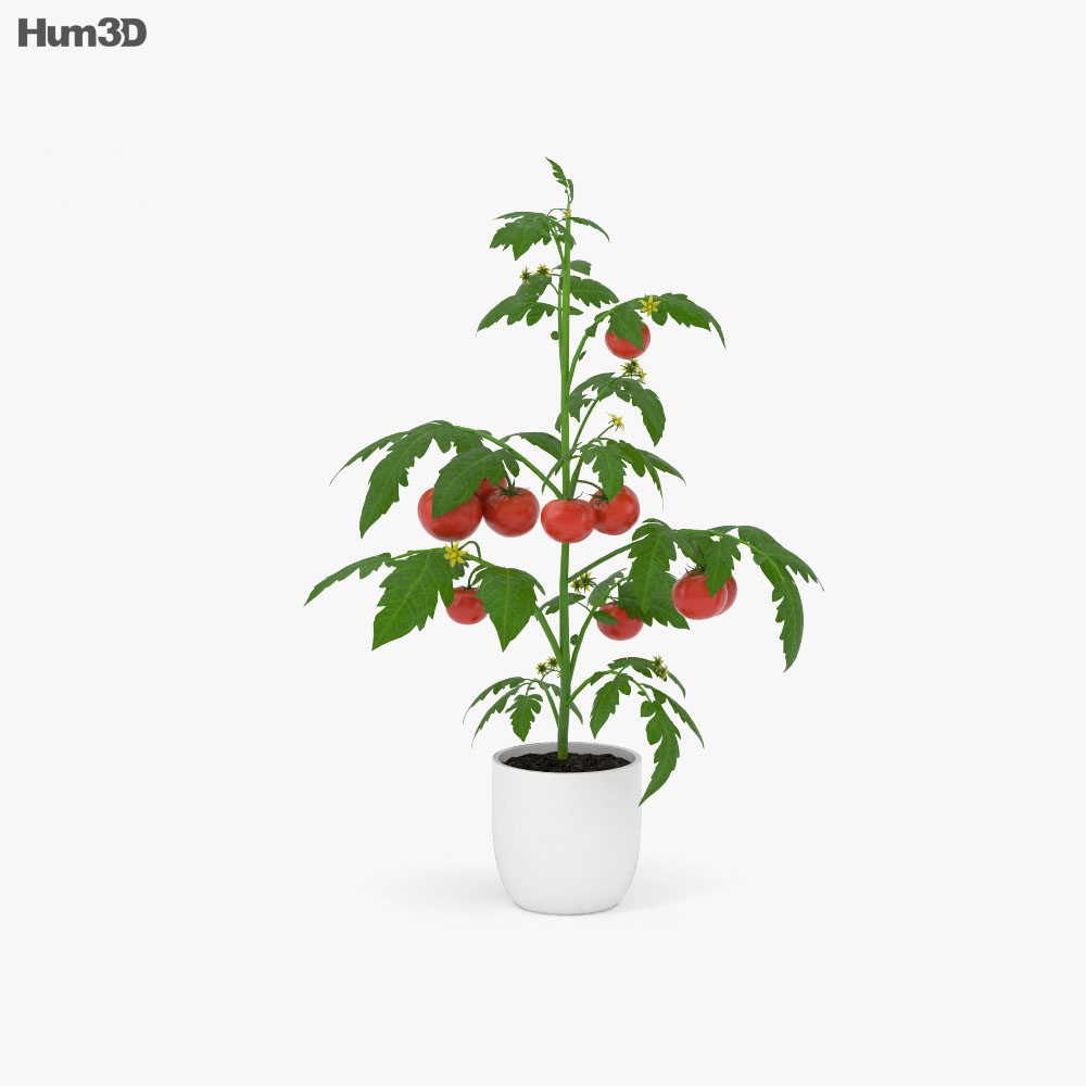 Помідор рослина 3D модель