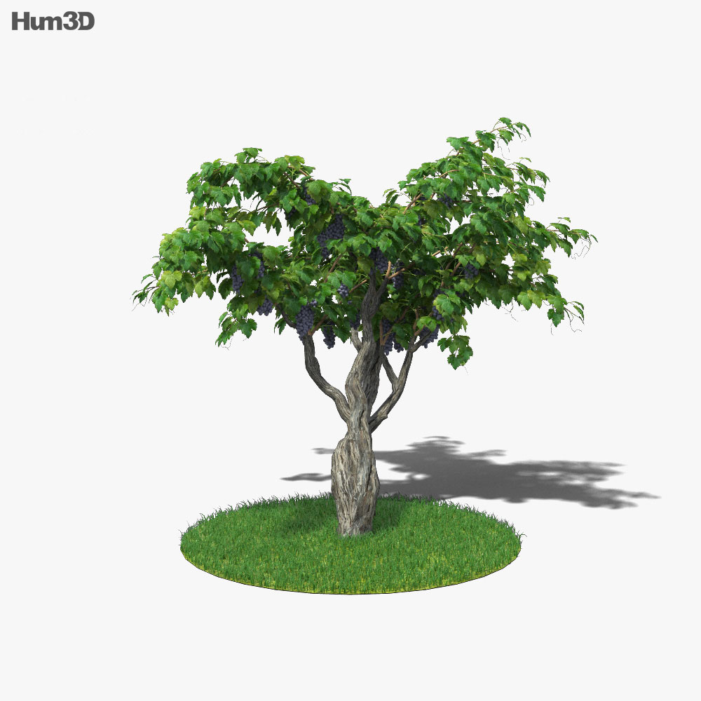 Weinpflanze 3D-Modell