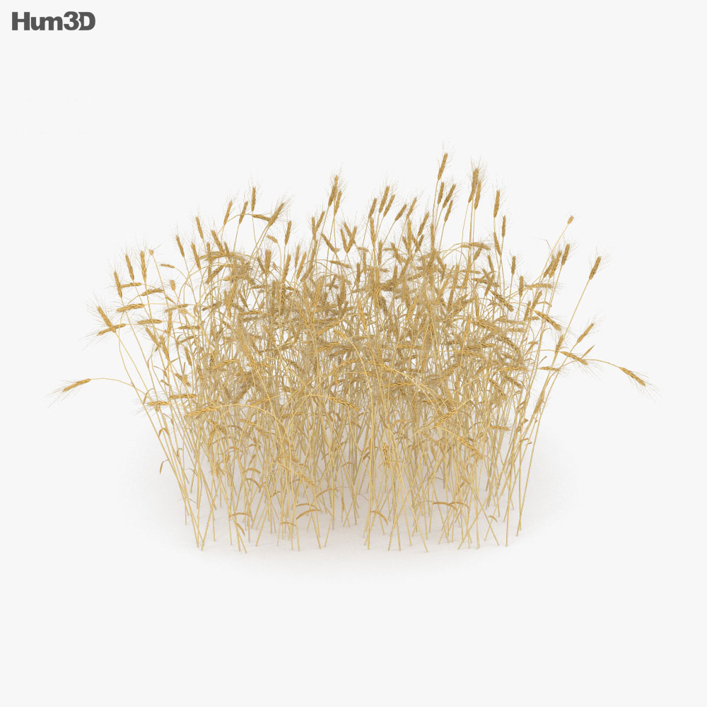 밀밭 3D 모델 