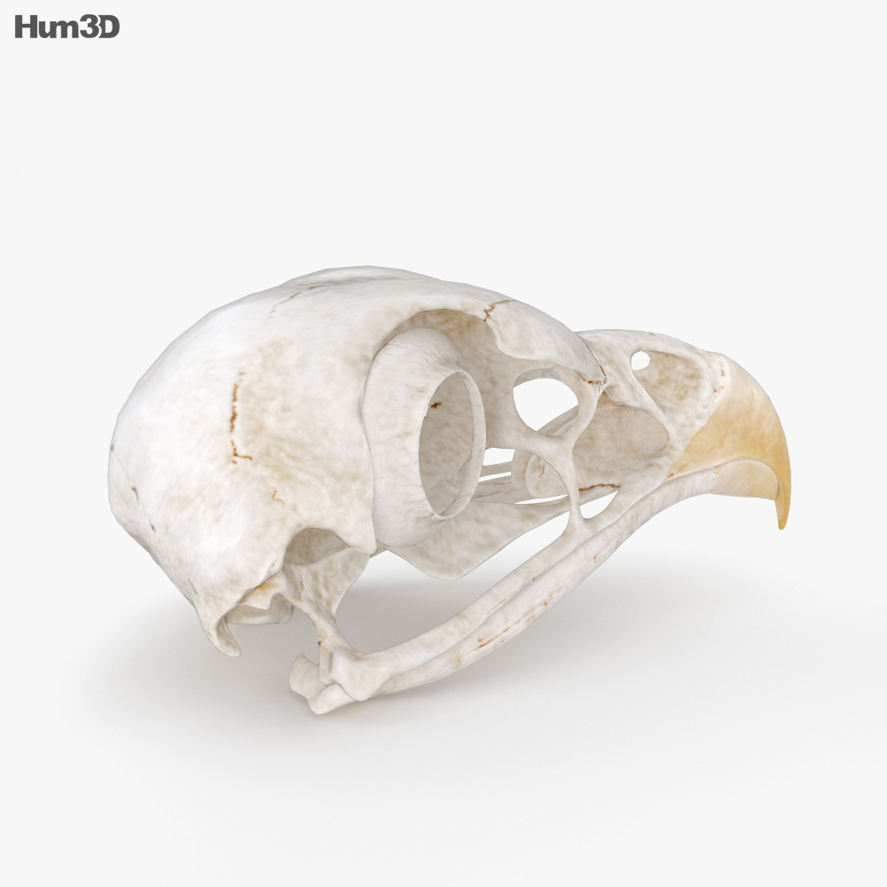 Bird Skull 3D model Animals on Hum3D