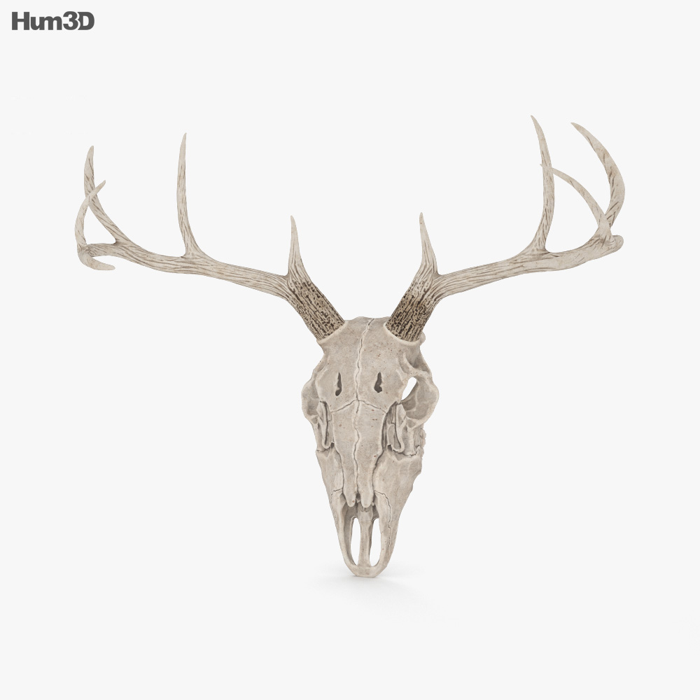 Deer Skull 3D model - Animals on Hum3D