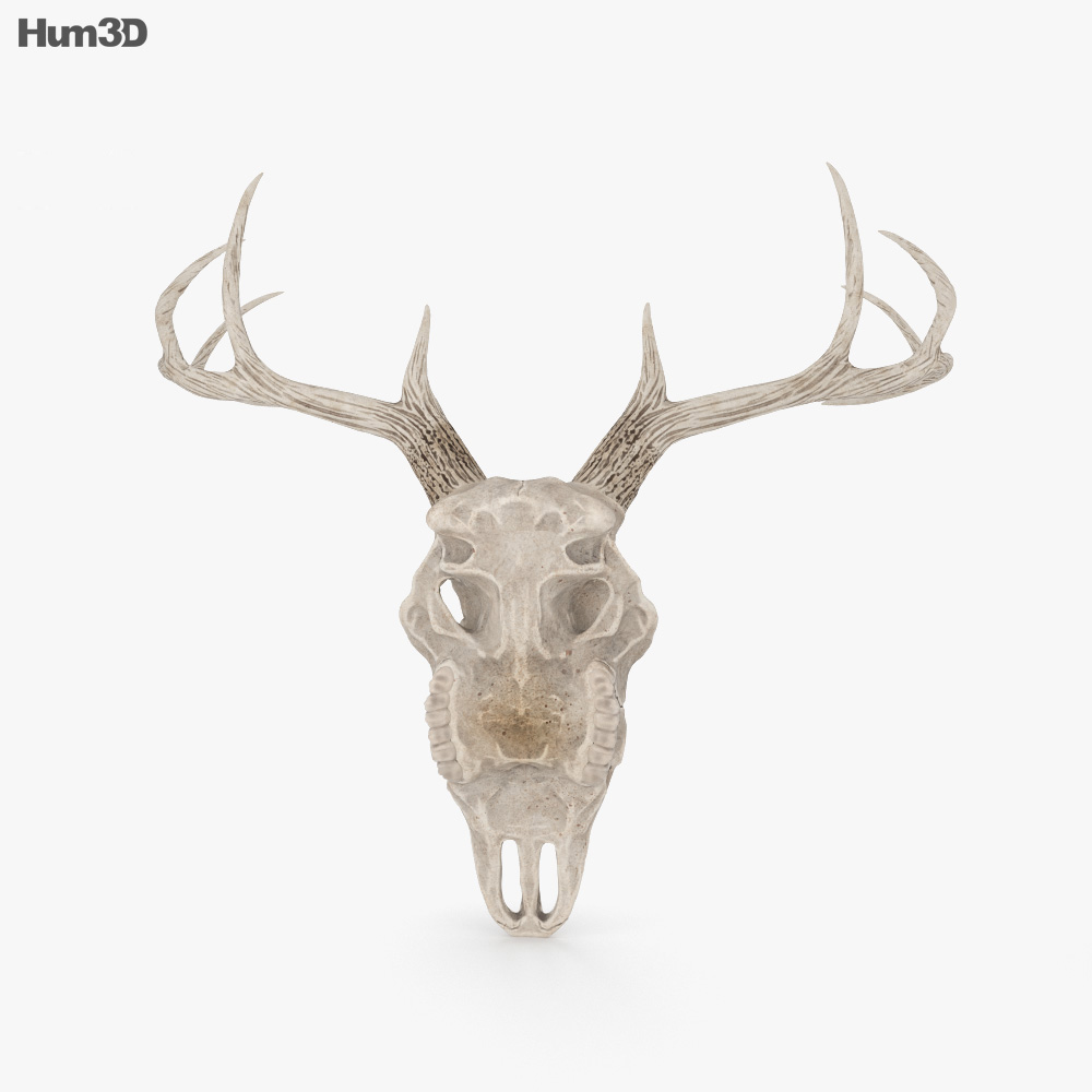 사슴 두개골 3D 모델 