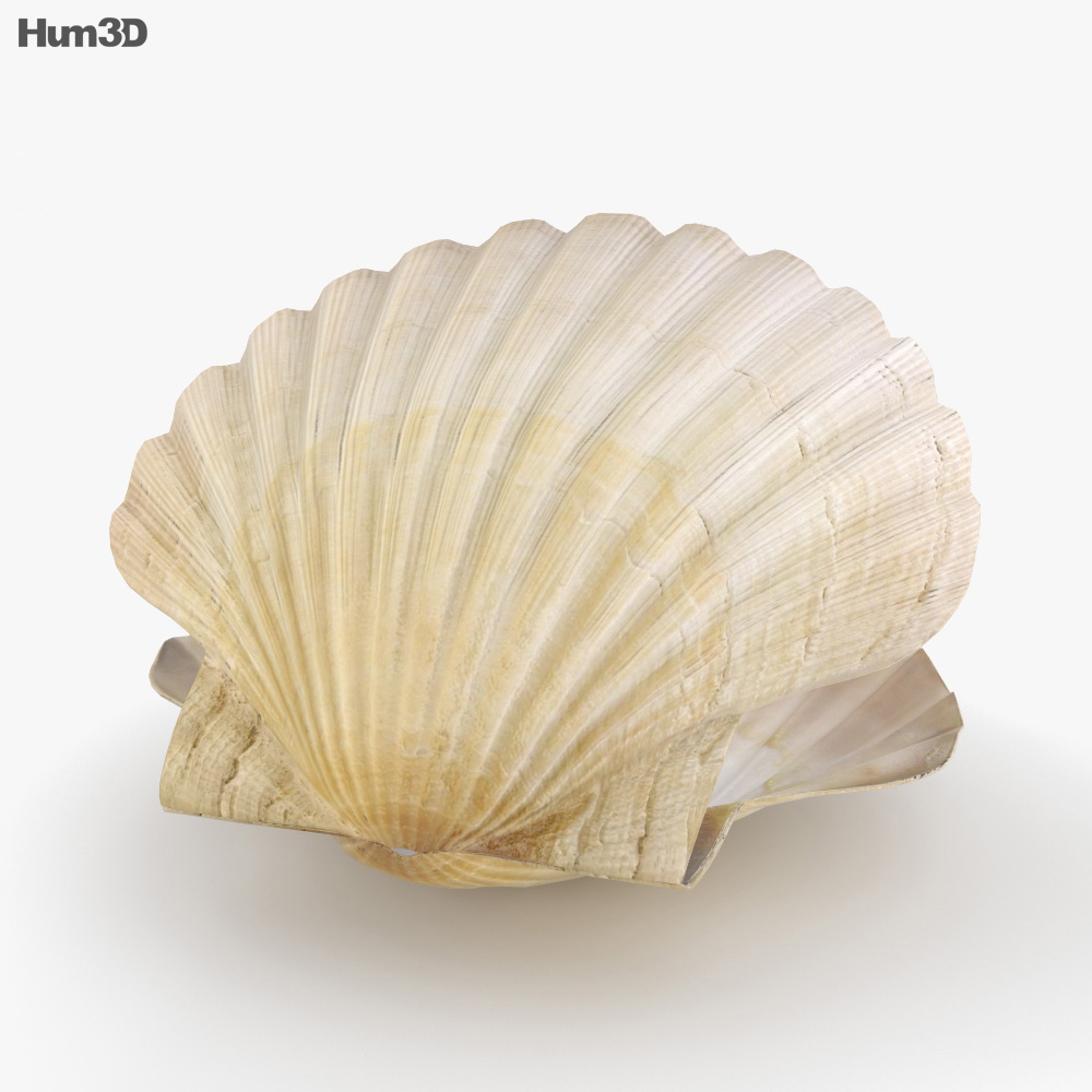 Seashell with Pearl 3d model